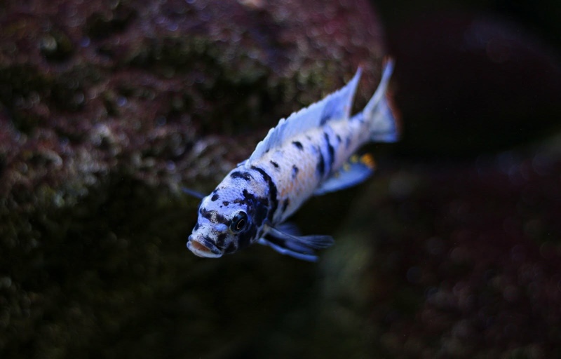 Maylandia tarakiki 'Mbamba Bay'